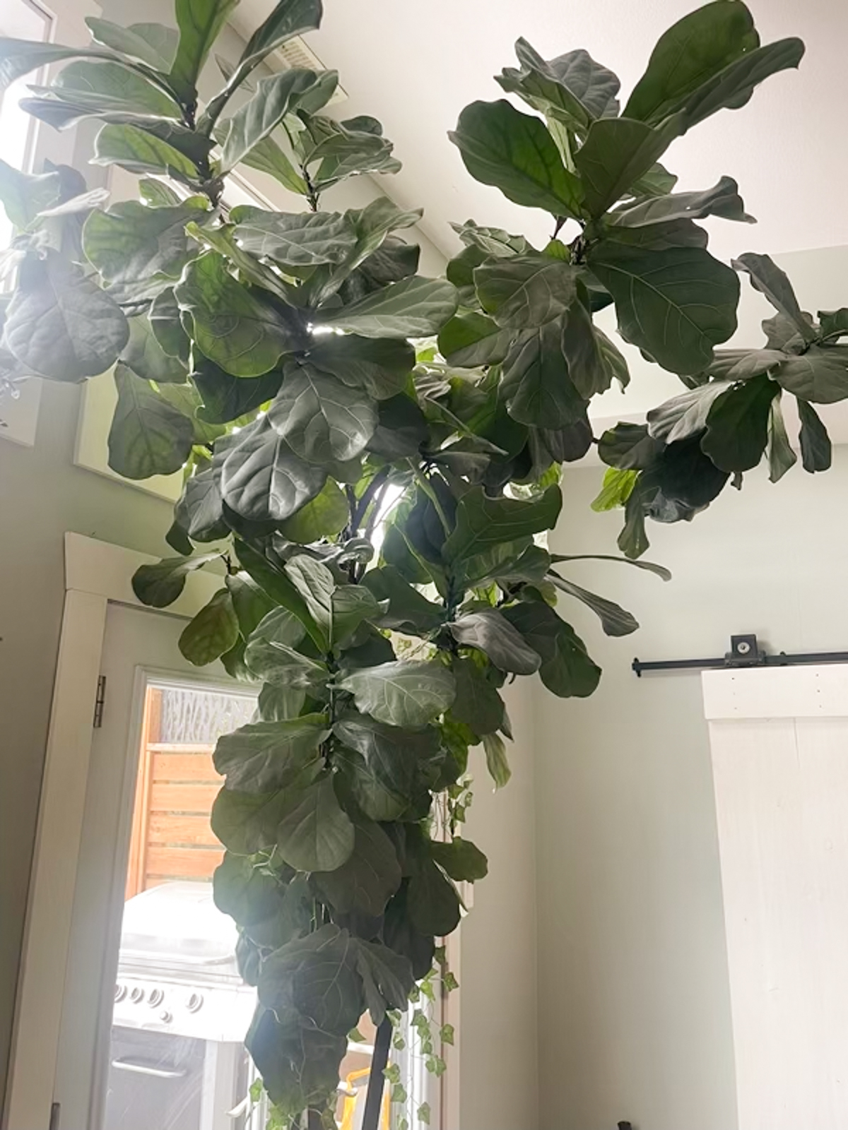 image shows a very large fiddle leaf fig plant in a friends home.