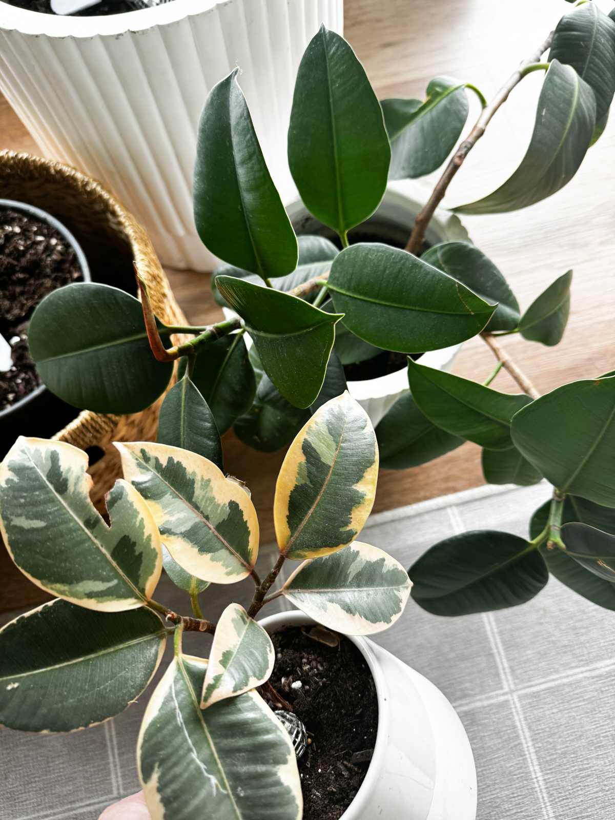 image shows two leaf colorations of a rubber tree plant