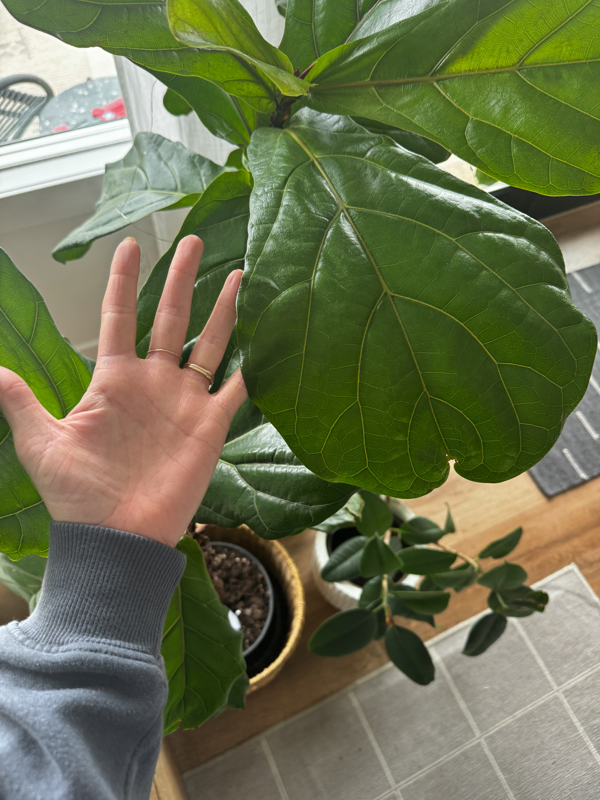 Fiddle leaf fig beside a woman's hand to show the size of leaves