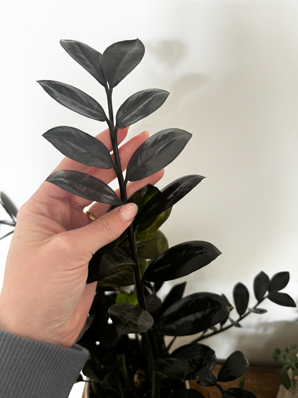 Raven ZZ plant color of the leaves up close in a woman's hand against a white wall