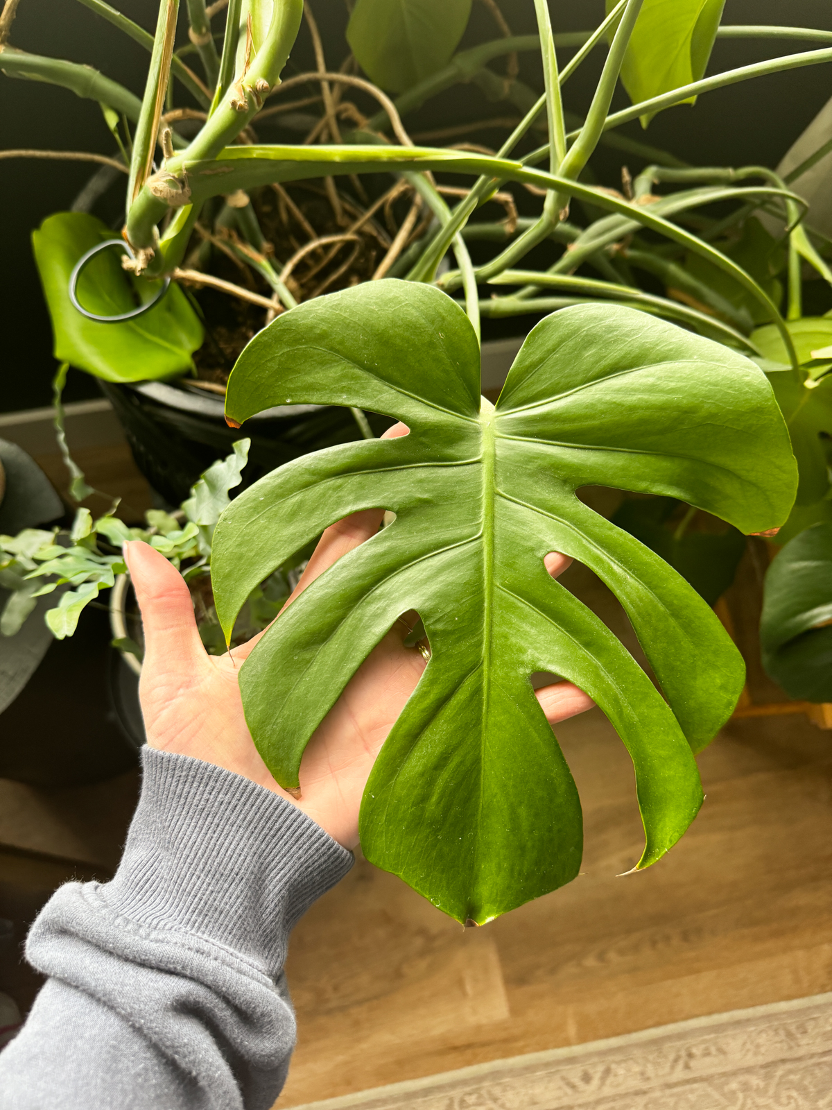 image of a woman's hand behind a monstera leaf to show the size of the leaves of this indoor plant