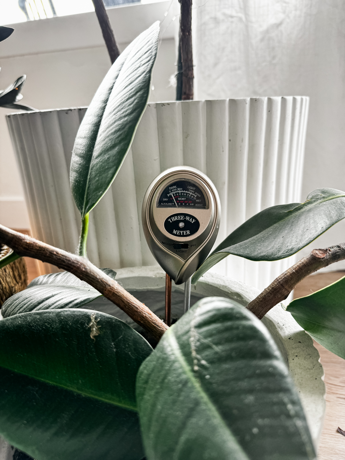 Moisture meter in rubber leaf plant