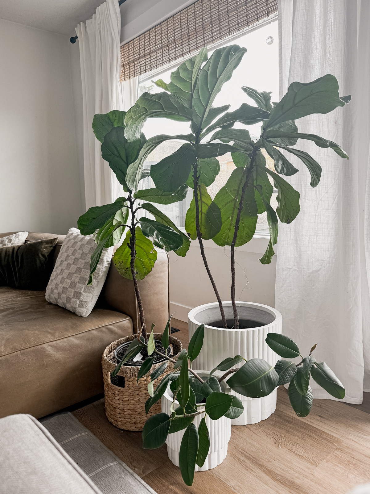 image shows grouping of two fiddle leaf figs potted as well as a smaller rubber leaf plant potted in a living room setting for home decor