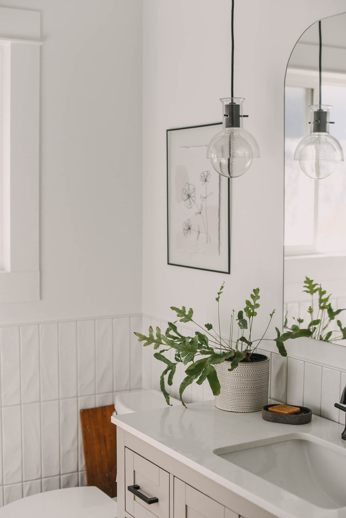 blue star fern plant shown in a bathroom