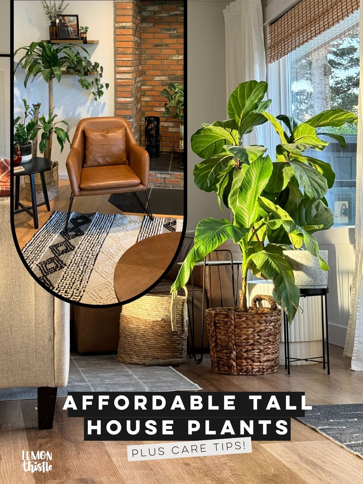 text reads: affordable tall house plants plus care tips, image shows plants in basket and on plant stand in two separate living rooms