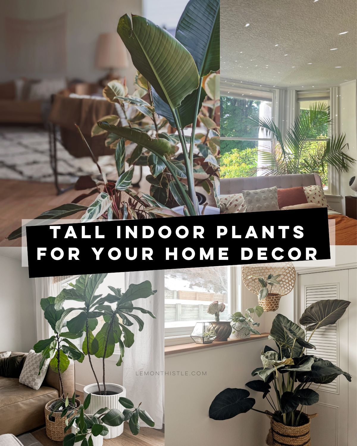 text reads: tall indoor plants for your home decor, four imaes show plants in different real home settings